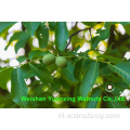 Professionele verwerkte Walnut Kernels Light Amber Helften